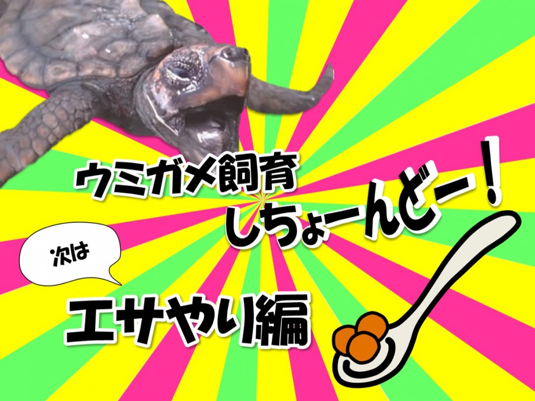【GW特別イベント！】ウミガメの飼育体験をしよう！エサやり編☆