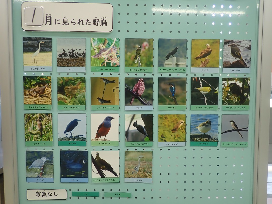 『月間 野鳥掲示板』結果発表！！～2026年1月～