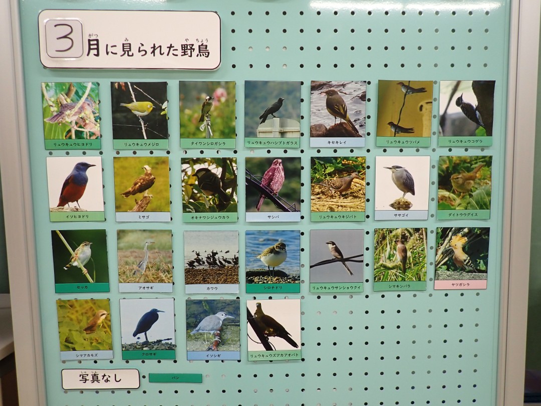 『月間 野鳥掲示板』結果発表！！～2026年3月～