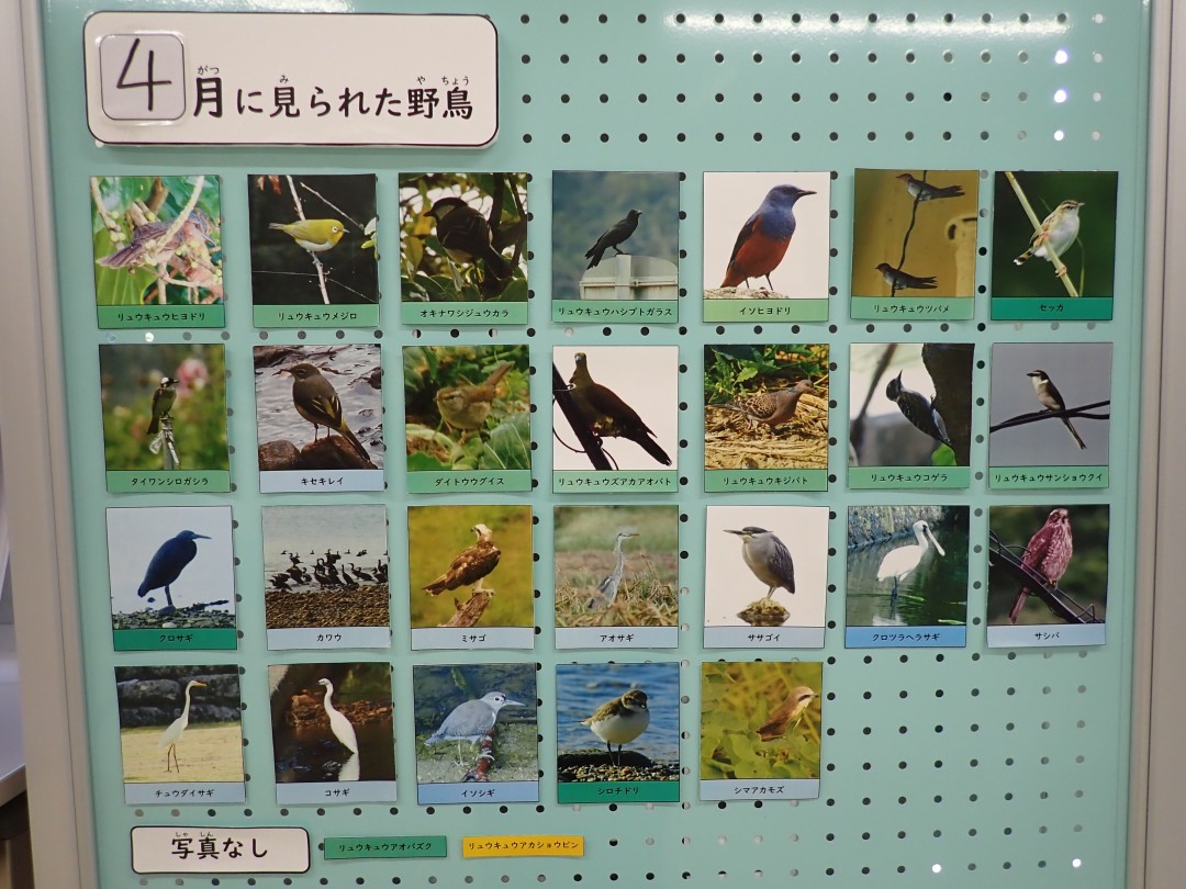 『月間 野鳥掲示板』結果発表！！～2026年4月～