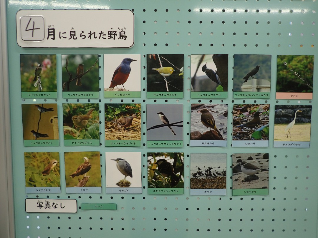 『月間 野鳥掲示板』結果発表！！～2025年4月～