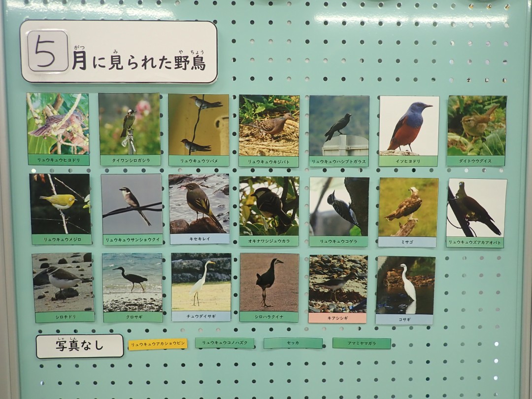 『月間 野鳥掲示板』結果発表！！～2025年5月～