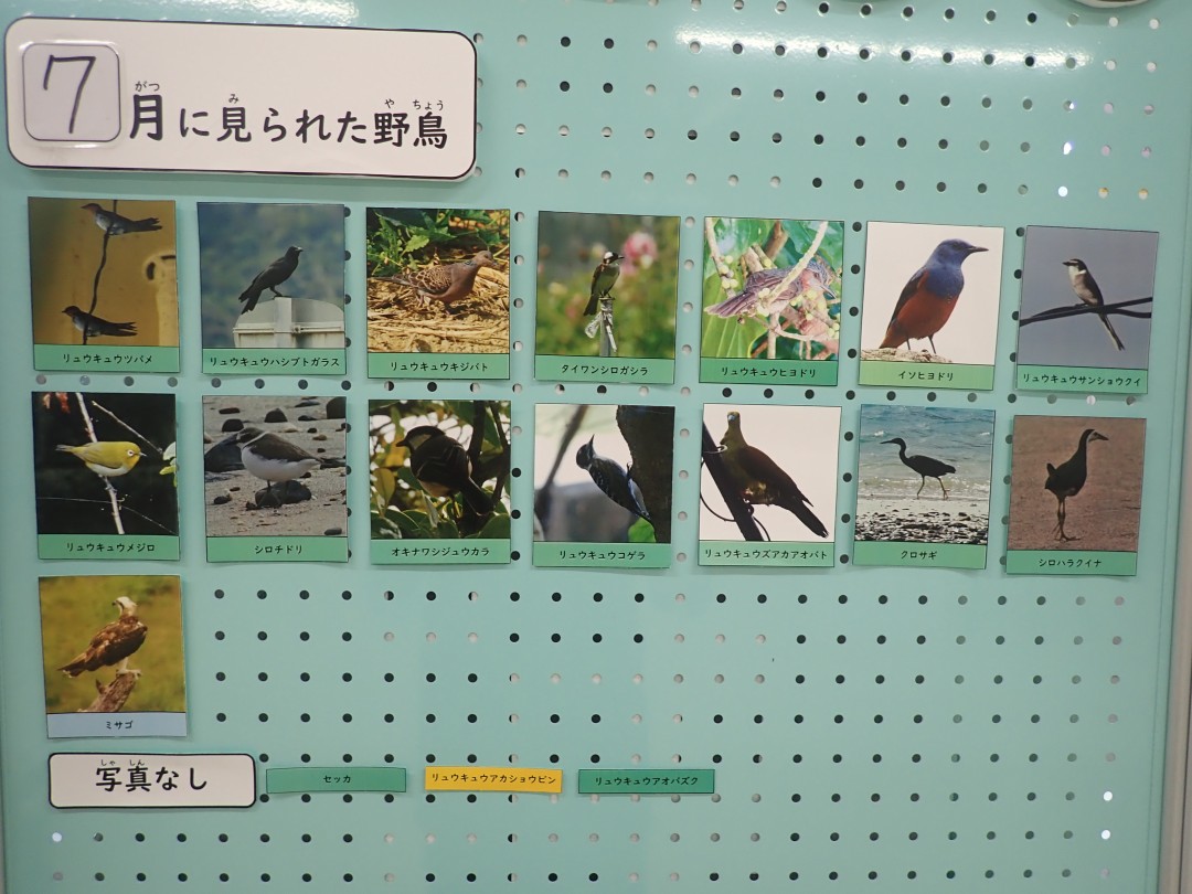 『月間 野鳥掲示板』結果発表！！～2025年7月～