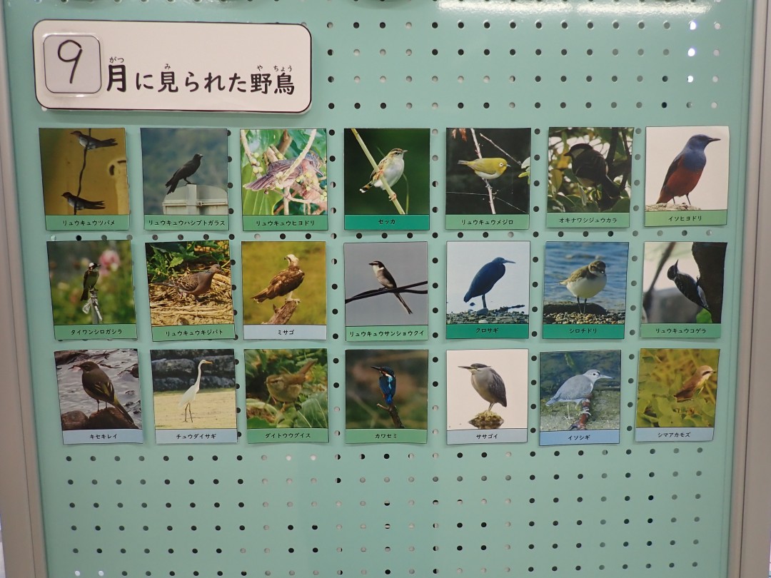 『月間 野鳥掲示板』結果発表！！～2026年9月～