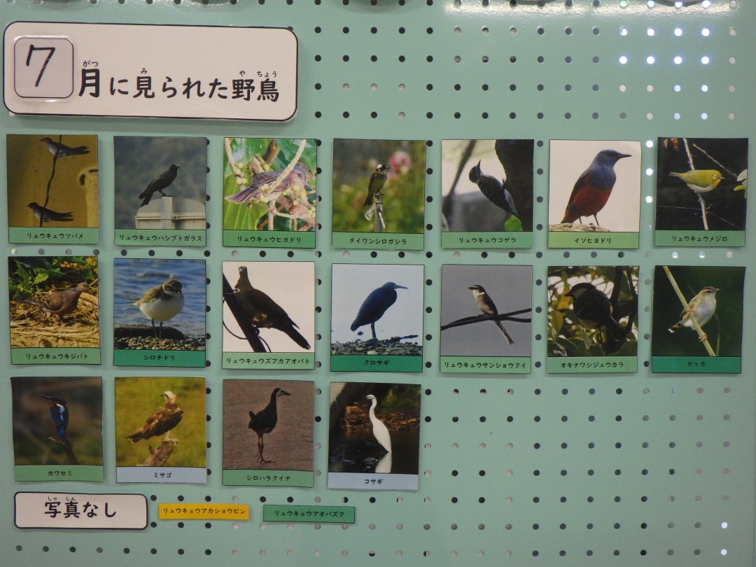 『月間 野鳥掲示板』結果発表！！～2026年7月～