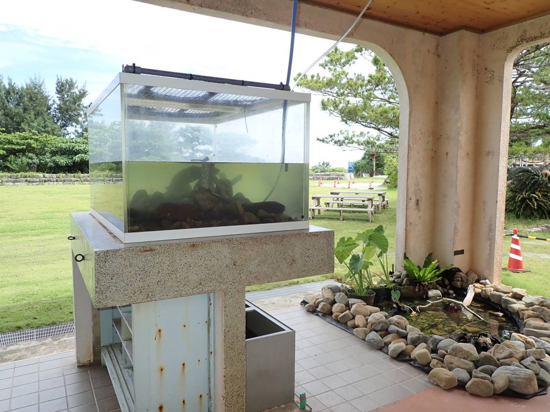 ある日の学校 罠でエビをつかまえる かめーかめーブログ 一般財団法人 沖縄美ら島財団