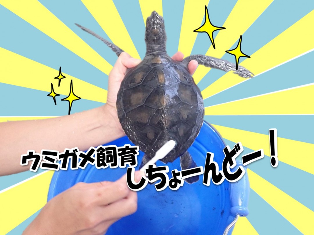 【春休みイベント開催！】ウミガメの飼育を体験しよう！