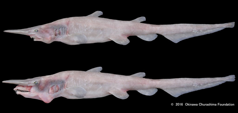 ミツクリザメが顎を突出する前（上）と突出した後（下）の状態