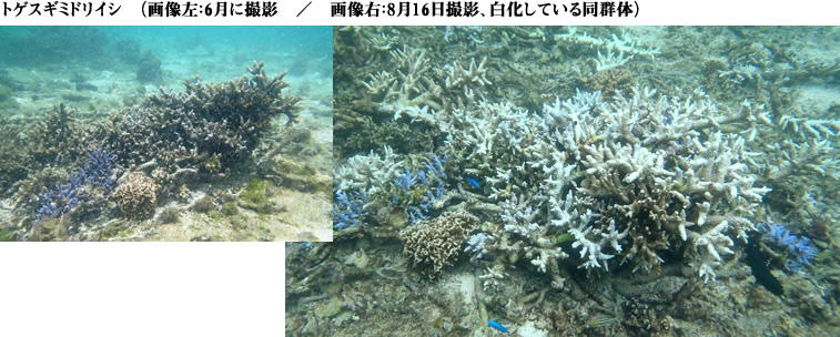 サンゴの白化画像