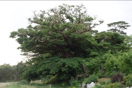 与那嶺のアカギ (左の写真は 2022 年 5 月時点で被害を受けている ようす、右の写真は樹幹注入後のようす)