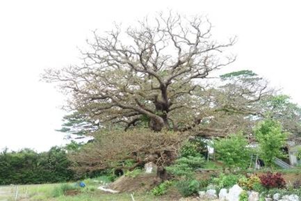 与那嶺のアカギ (左の写真は 2022 年 5 月時点で被害を受けている ようす、右の写真は樹幹注入後のようす)