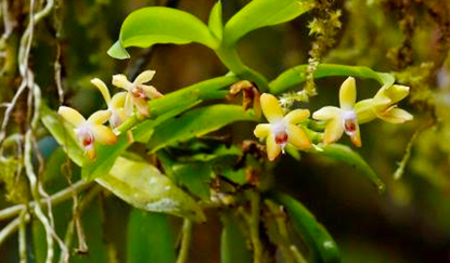 絶滅危惧植物のサガリランの花